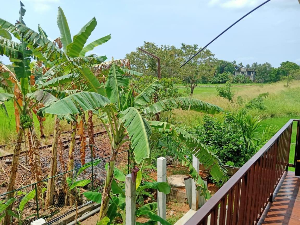 Freedom Of Green Rice View Anuradhapura Eksteriør billede